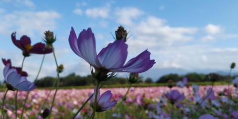 提供ubereat外送員服務的專家外送