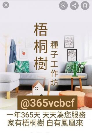 梧桐樹種子工坊 - 