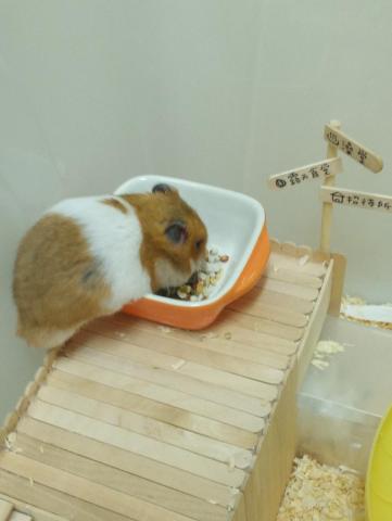 提供收纳箱服務的專家墊木