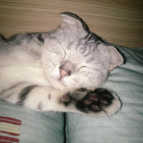 提供內衣flickr服務的專家Yellow