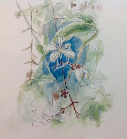 賴艿羋 - 水彩速寫