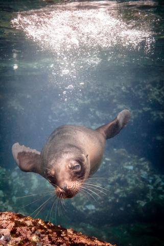 楊小泉攝影/設計 - 水下攝影/海獅&hearts;