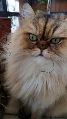 貓與玫瑰 - 糖吃香草