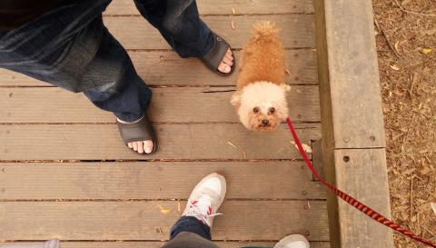 王毓莉 - 這我家咖啡，是紅貴賓，像是小熊一樣，恰恰的