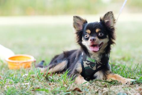 One Tail 犬攝影工作室 - 小安 - 長毛吉娃娃