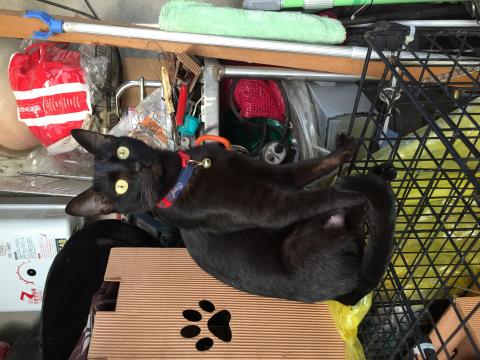 蓁心越來越棒 - 我曾養過的貓