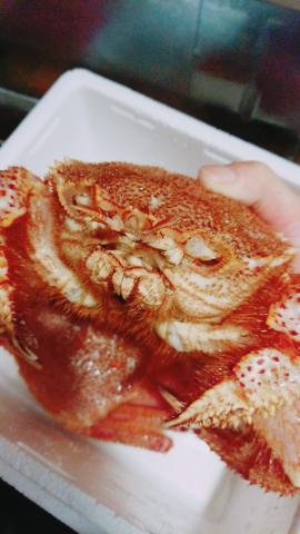 魏先生 - 活體北海道毛蟹