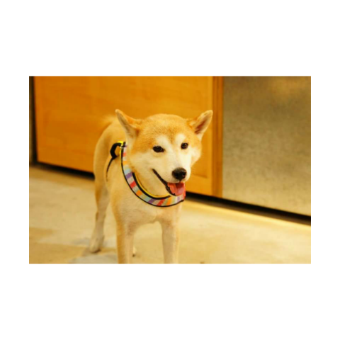 提供寄養服務的專家蔡欣婷