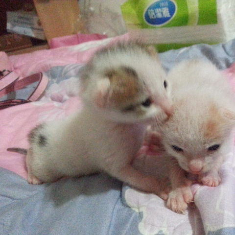 荳荳喵😗個人工作室 - 奶貓照護