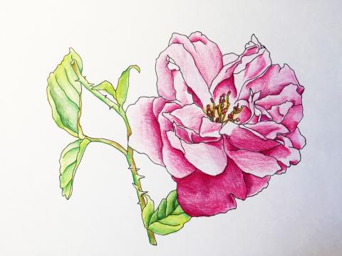 黃先麗 - 插畫-彩鉛