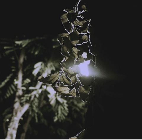 設計師：Henrytsai - 攝影作品：公園路燈下的葉脈