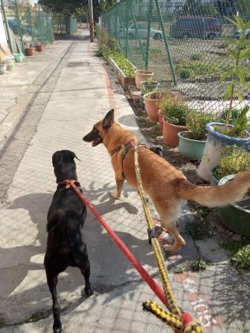 趴趴走寵物到府小幫手 - 到府照顧
包含散步，餵食，陪玩，拍照錄影回報寵物狀況，另有網路攝影機租借