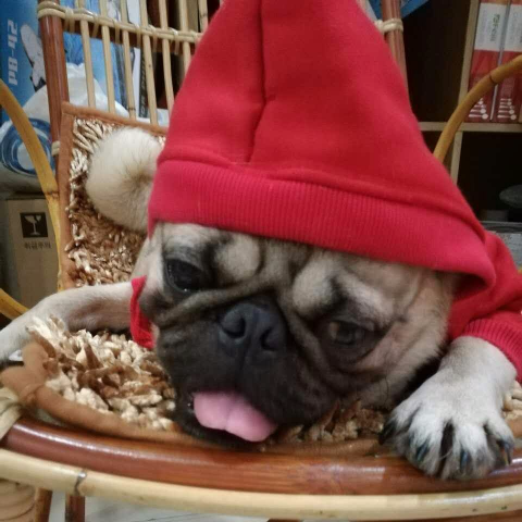 陳保姆 - 這是自己養的八哥帥哥喲