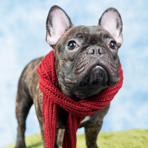 Jerry (天使皇后攝影造型) 台北/高雄 - 寵物寫真,寵物攝影,毛小孩寫真 Jerry (天使皇后攝影造型) 台北/高雄 - 寵物寫真,寵物攝影,毛小孩寫真