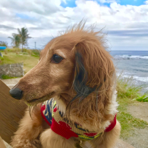 提供寄養服務的專家寵物陪伴寄養散步