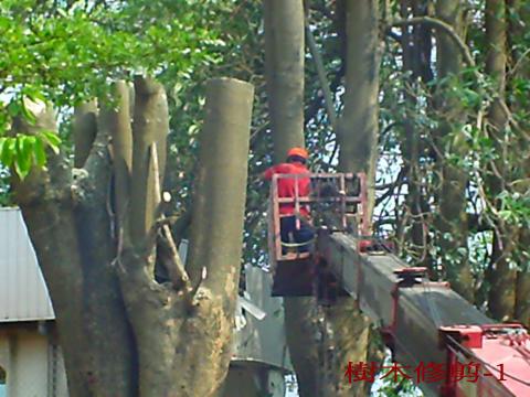 嘉義清潔公司-將太 - 樹木修剪