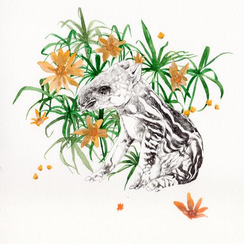 ty.HSU - /作品/
高山貘
Mountain tapir

針筆/水彩