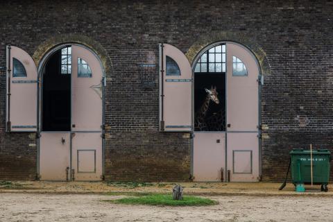 荒島有鹿影像工作室 - 專題攝影『劇場』
動物們在人造場域中，是否真獲得歸屬？我們自私的創建自己的立場，合理化一種禁錮行為，天真的以為複製了動物們的歸屬，卻也不過只是一個人造劇場，這是人習慣用至上的觀點看待其他物種的證據。
2015 全國美展攝影類金牌 於國立台灣美術館展出