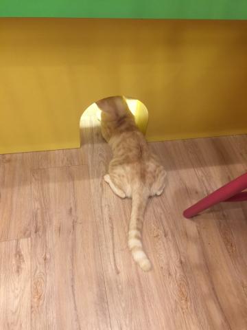 喵仔厝毛孩有限公司 - 