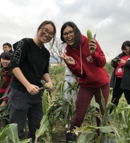 南海十三街有機農場 - 大專青年農STAY活動，田間採食玉米現採現實的感動