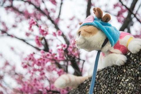 Yui Photography - 寵物攝影