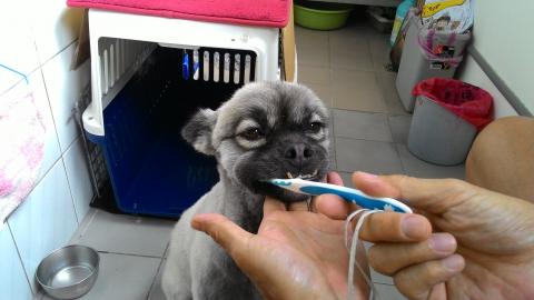 Wilson Lin - 親自幫狗刷牙每晚睡前刷一次
在Youtube 輸入"狗狗刷牙趣"有做影片說明   https://www.youtube.com/watch?v=Hf0xv78AogU