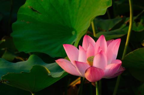 Katoh攝影工作室(婚攝/商攝) - 風景攝影作品