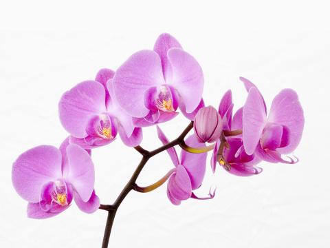 Yoko - 個人最愛花花草草的插畫，和圖檔！