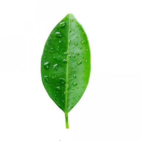 提供三餐服務的專家新香