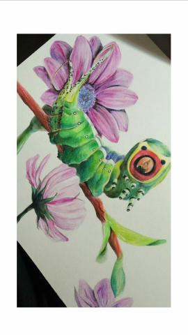 林俞萱 - 色鉛筆