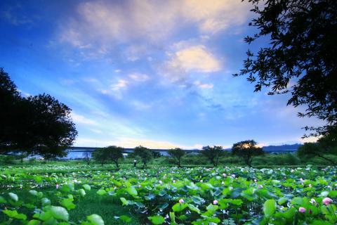 Johnson(強生)多媒體工作室 - 荷花池夕陽 Johnson(強生)多媒體工作室 - 荷花池夕陽