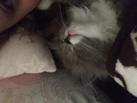 文文 - 奈奈每次來都一起睡覺