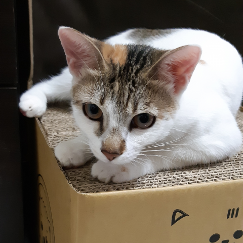 提供ps人像修圖服務的專家Man Man Ru