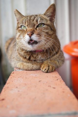 許庭安 - 個人攝影圖集