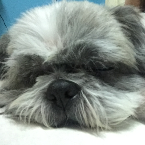 提供Word Excel服務的專家小特