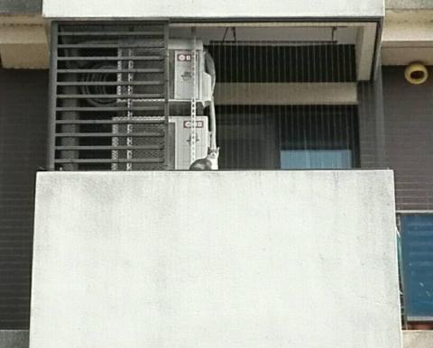 家舒適隱形鐵窗x防墜網 - 防貓墜樓