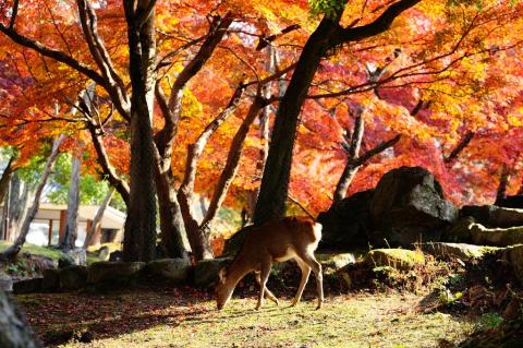 Katoh攝影工作室(婚攝/商攝) - 風景攝影作品