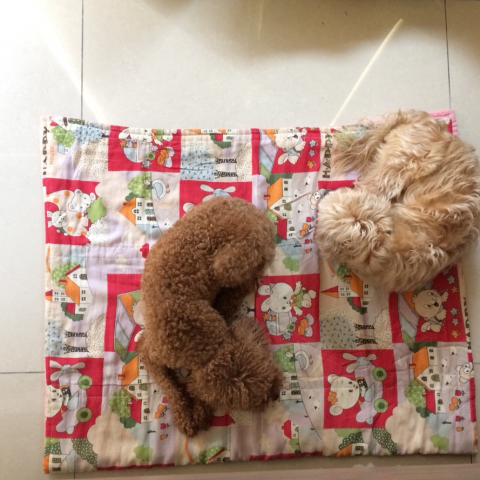 提供遛狗绳服務的專家彭玉英