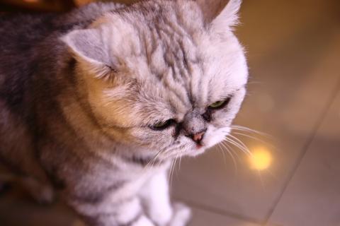 Johnson(強生)多媒體工作室 - 寵物攝影