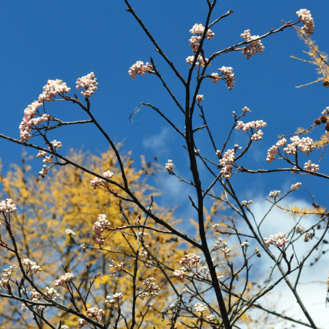 提供唱歌app ptt服務的專家吴芯慈