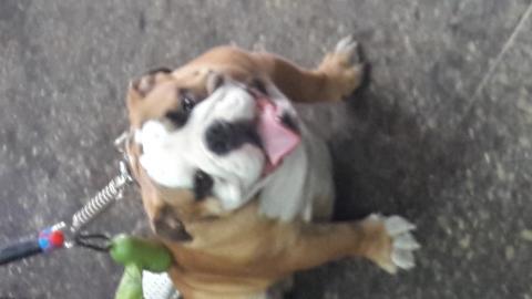 统理水电 - 滿脸油肉的小毛。