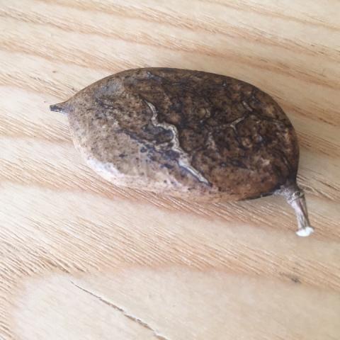 Artemis - 種下亮善的信念