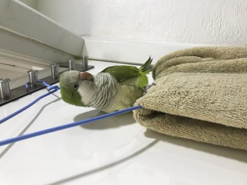 陳小姐 - 品種：和尚鸚鵡，名字皮皮，活潑自由派，目前正在發情，只認媽媽不認爸爸，會叫自己名字，會唱歌，會說拜拜等，很有節奏感，唱歌會跳舞，媽媽在洗澡他就在門外等