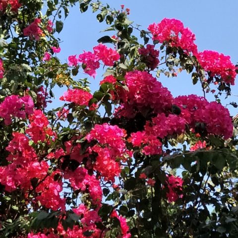 提供寫文服務的專家angela