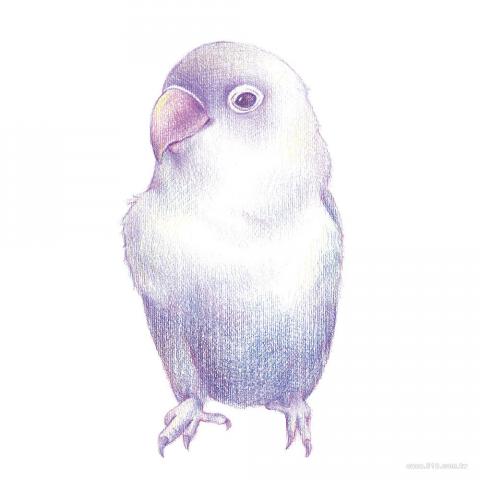 小雞翅工作坊 - 