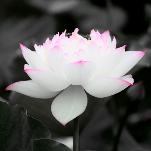 提供wordpress架設服務的專家沈先生