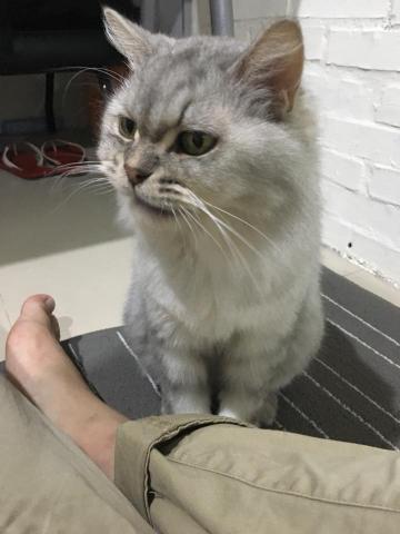 家教 - 介紹一下芝山辦公室的主任
老貓奧斯卡
老師們都非常喜歡動物
奧斯卡是一隻將近十四歲的老貓
被無故棄養 直到被衛宇老師收養帶回來當店貓
非常喜歡找來諮詢的同學與家長撒嬌
有機會來資訊一定要記得找他玩喔～