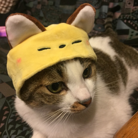 提供n2服務的專家陳廷維