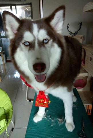 趴趴走寵物到府小幫手 - 工作室寵物美容服務
一天只服務一家庭的毛孩 
不收多量造成意外發生機率增加