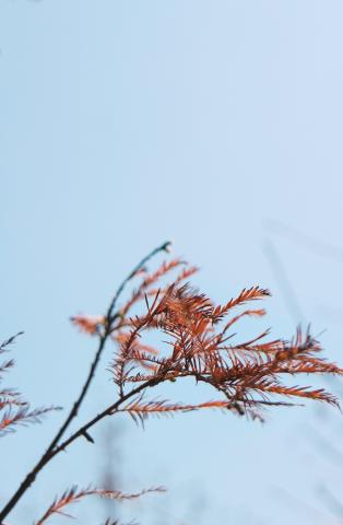 youren Chen - 小品